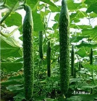 露地秋黄瓜种植技术