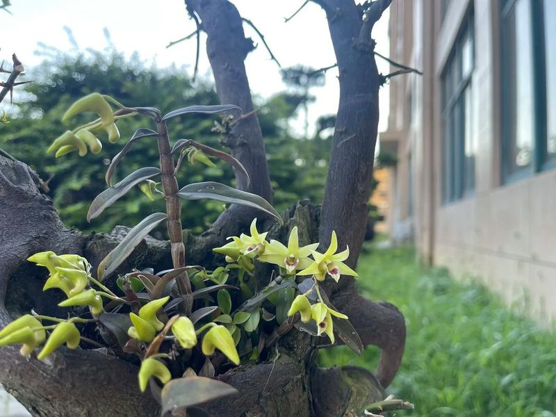 &bull; downloading of iron-pry rock greenhouses planting technology