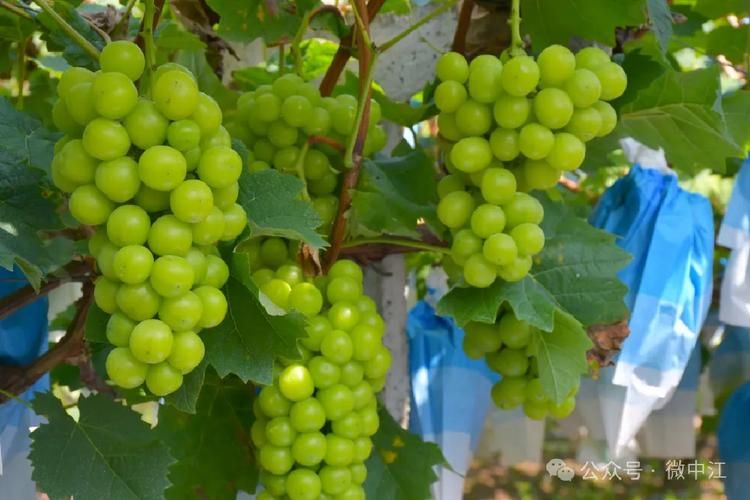 The way rose grapes grow