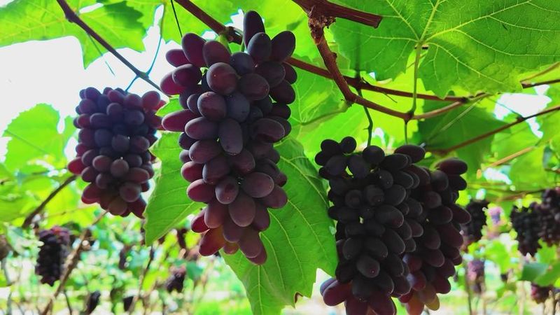 The way rose grapes grow