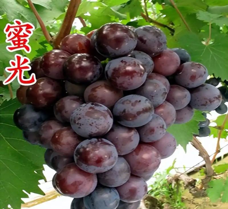 玫瑰香葡萄的种植方法