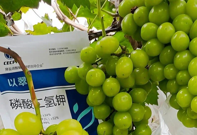玫瑰香葡萄的种植方法