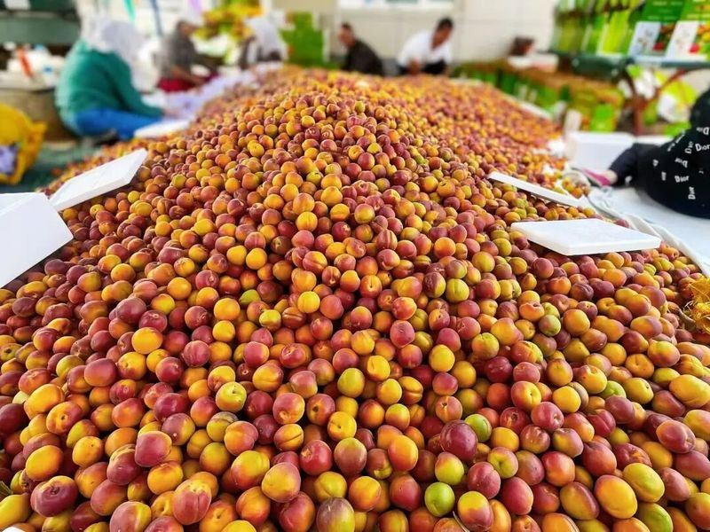 Apricot planting techniques