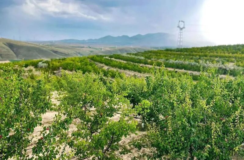 Apricot planting techniques
