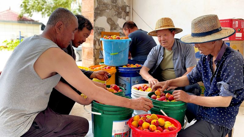 Apricot planting techniques