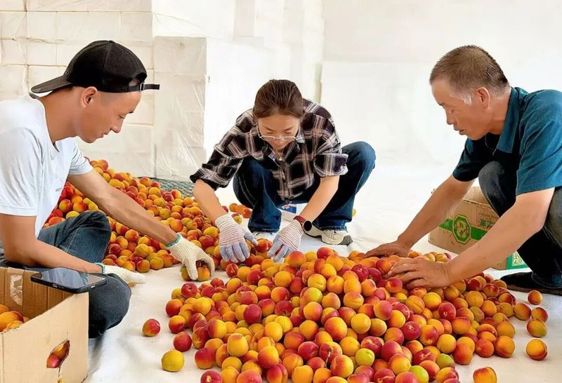 Apricot planting techniques