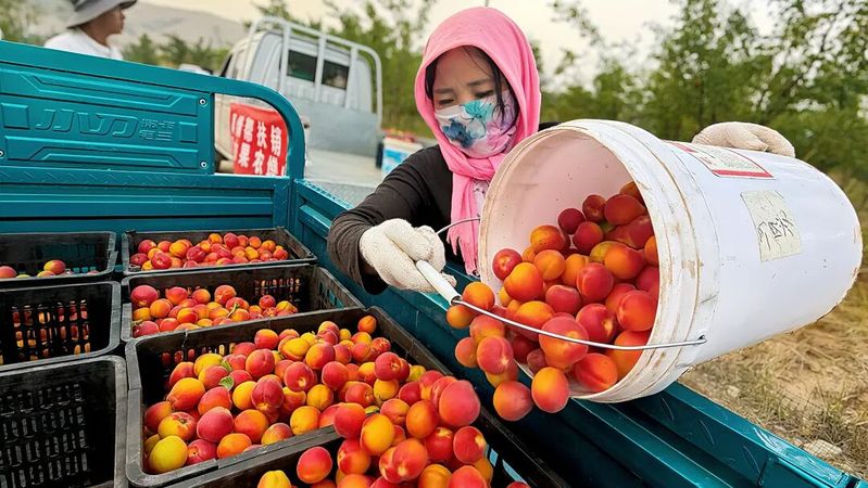 Apricot planting techniques