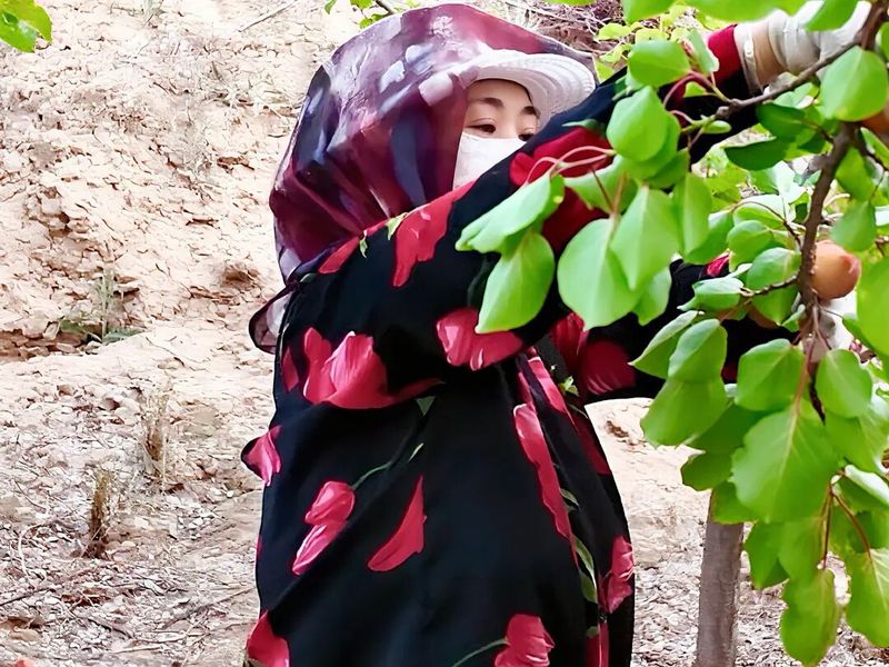 Apricot planting techniques