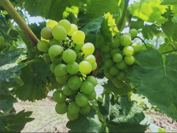 The way rose grapes grow