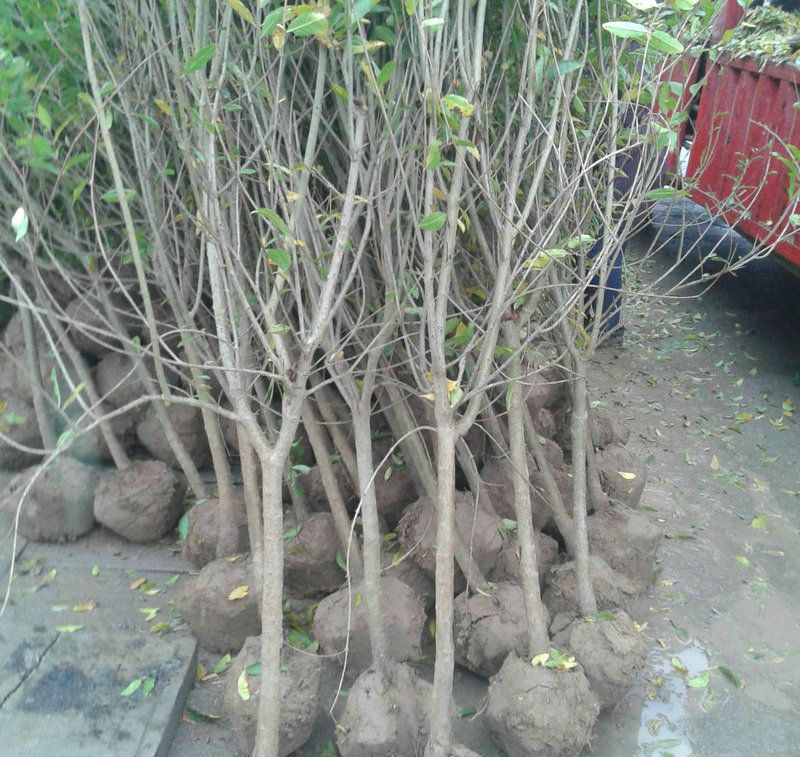 Methods of planting pomegranate seedlings