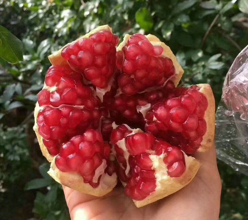 Methods of planting pomegranate seedlings