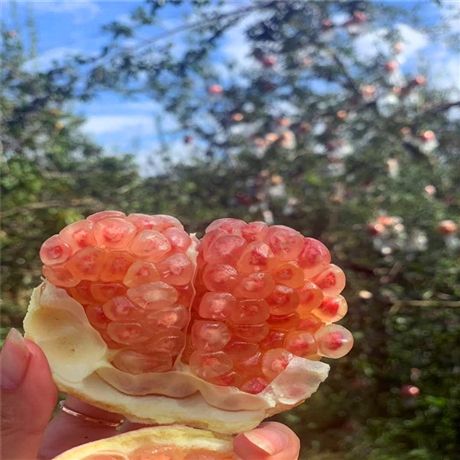 云南蒙阳红石榴苗批发,新品种石榴树苗栽种方法