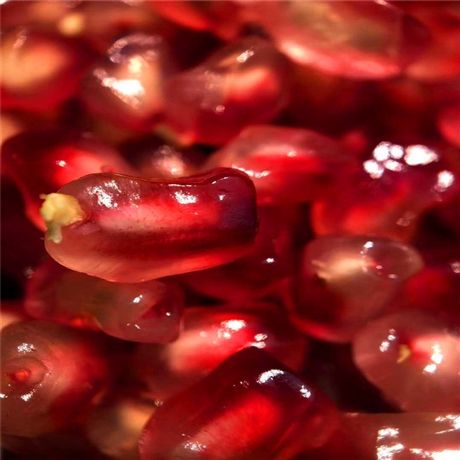 Methods of planting pomegranate seedlings