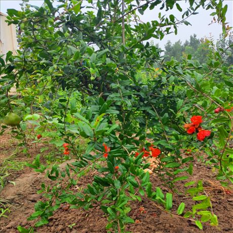 Methods of planting pomegranate seedlings