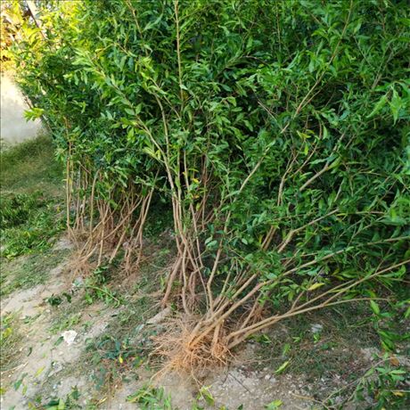 Methods of planting pomegranate seedlings