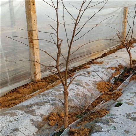 Methods of planting pomegranate seedlings