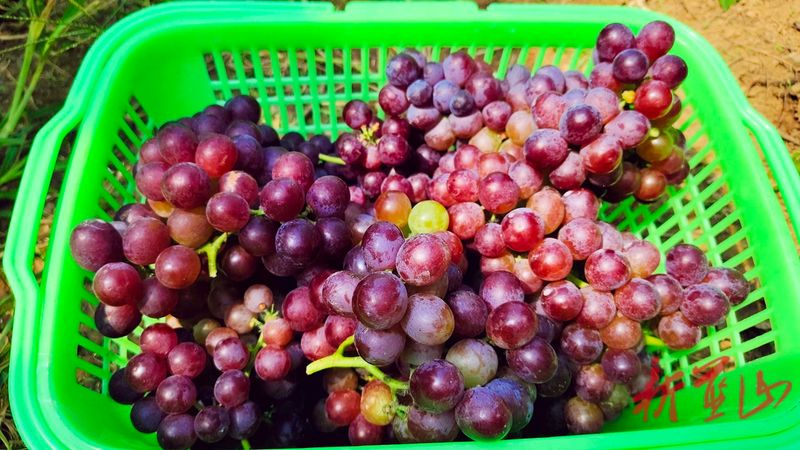 The way rose grapes grow