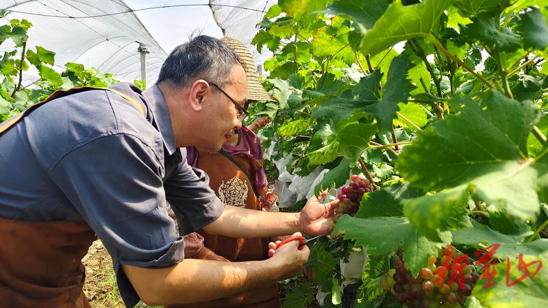 The way rose grapes grow