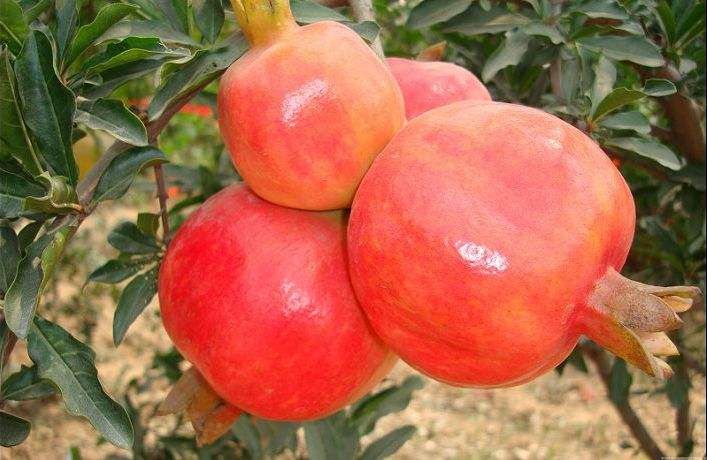 Methods of planting pomegranate seedlings
