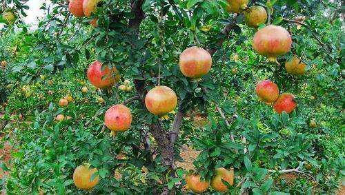Methods of planting pomegranate seedlings