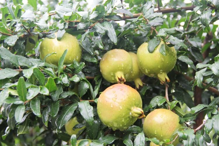 Methods of planting pomegranate seedlings