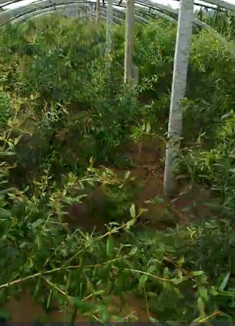 Methods of planting pomegranate seedlings