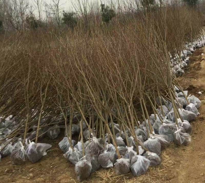 Methods of planting pomegranate seedlings