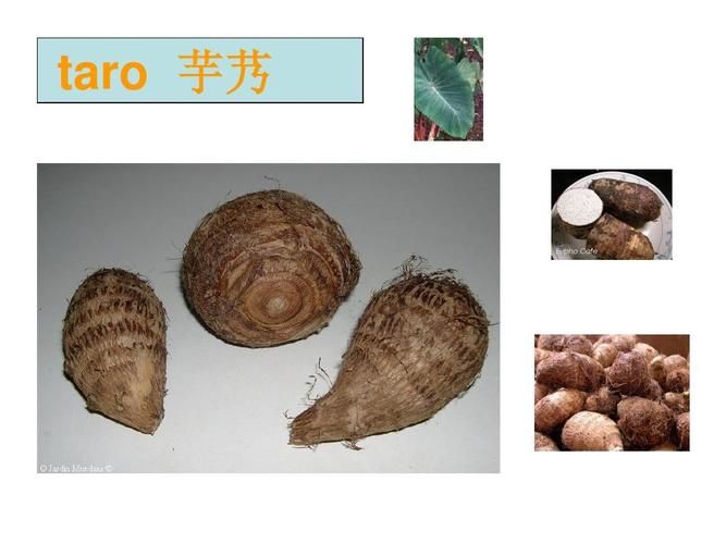There's a lot of pictures of the way the taro is grown
