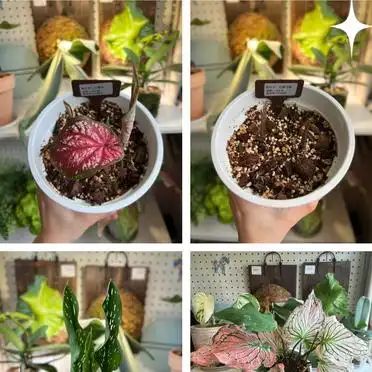There's a lot of pictures of the way the taro is grown