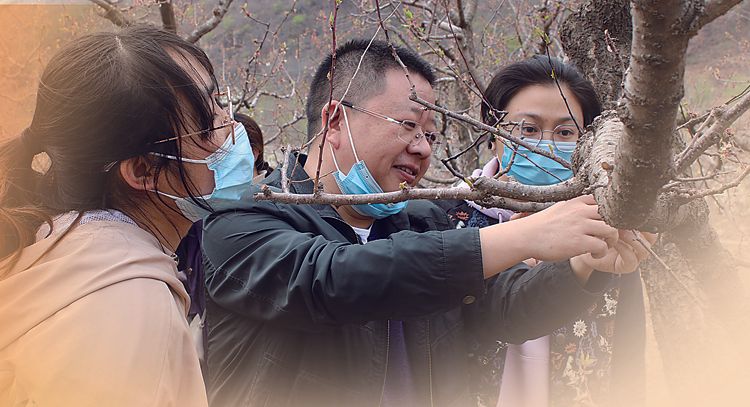 红杏种植技术