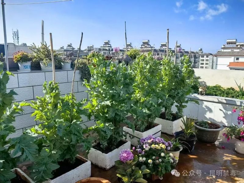 Opium cultivation methods