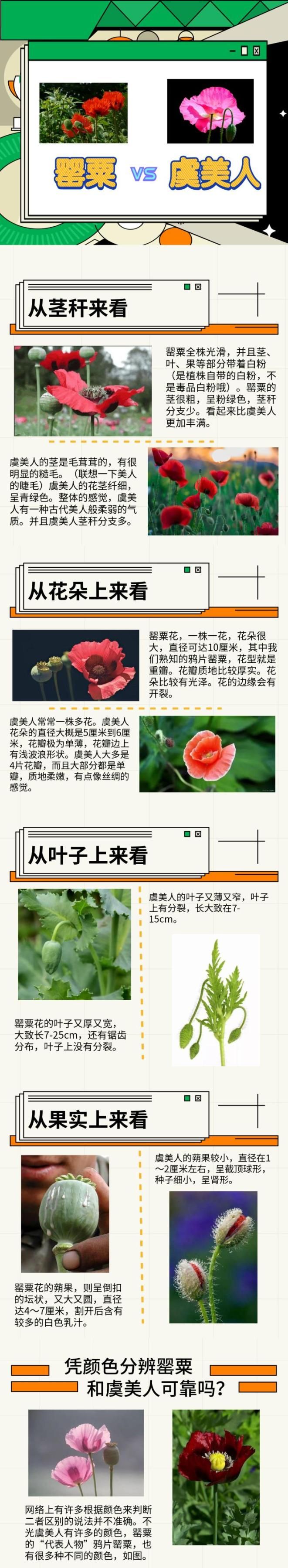 Opium cultivation methods