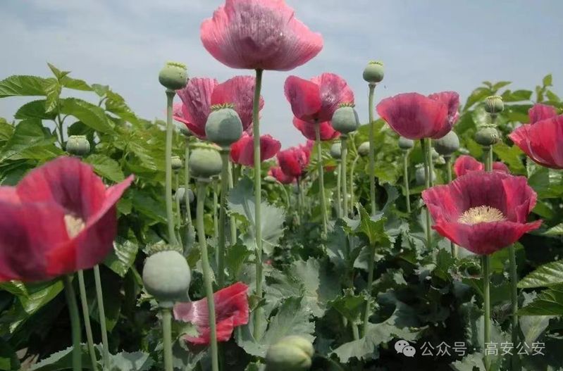 Opium cultivation methods