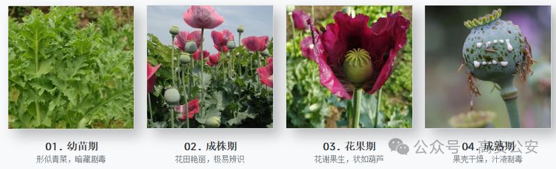 Opium cultivation methods