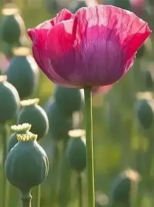 Opium cultivation methods