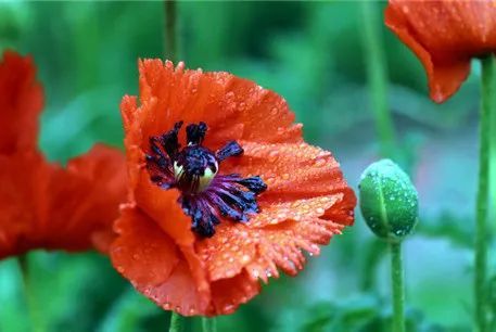 Opium cultivation methods