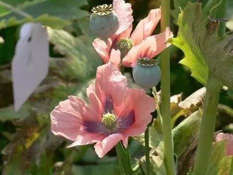 Opium cultivation methods
