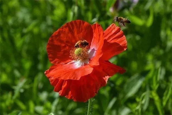 Opium cultivation methods