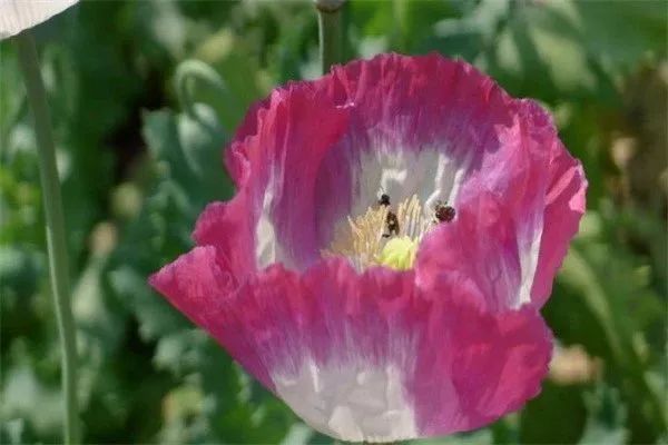 Opium cultivation methods