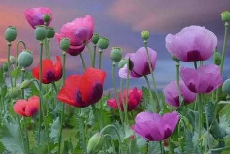 Opium cultivation methods