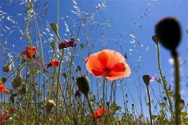 Opium cultivation methods