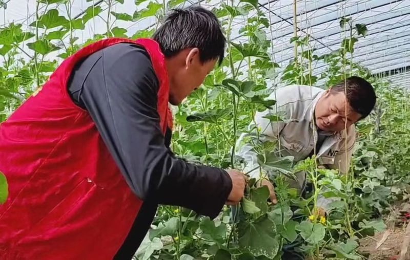 Quarquet cultivation techniques