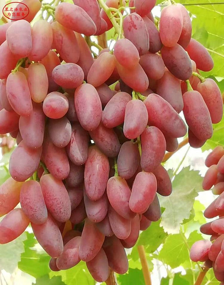 Technology for the cultivation of grape trees in large sheds