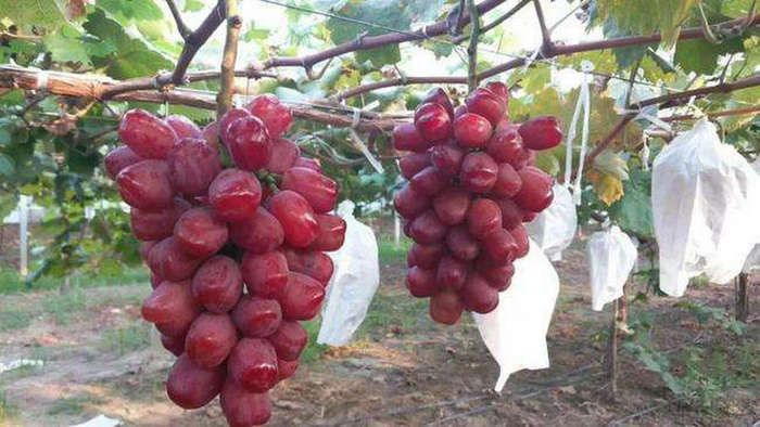Technology for the cultivation of grape trees in large sheds