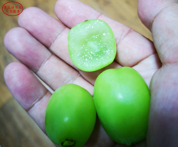Technology for the cultivation of grape trees in large sheds