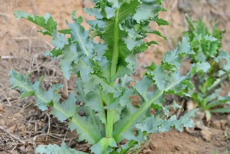 Opium cultivation methods