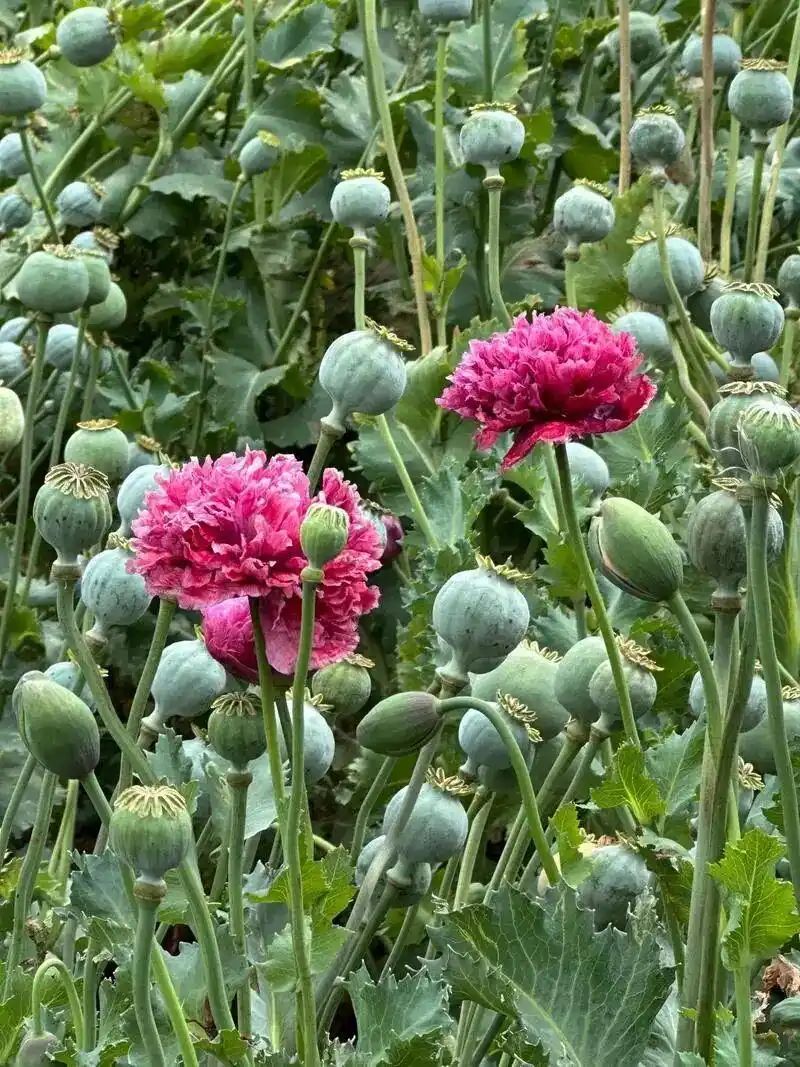 Opium cultivation methods
