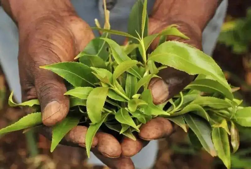 Opium cultivation methods