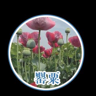 Opium cultivation methods