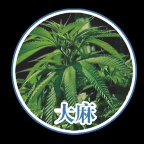 Opium cultivation methods